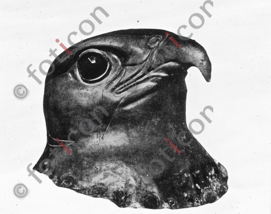 Sperberkopf | Sparrowhawk head - Foto foticon-simon-008-021-sw.jpg | foticon.de - Bilddatenbank für Motive aus Geschichte und Kultur